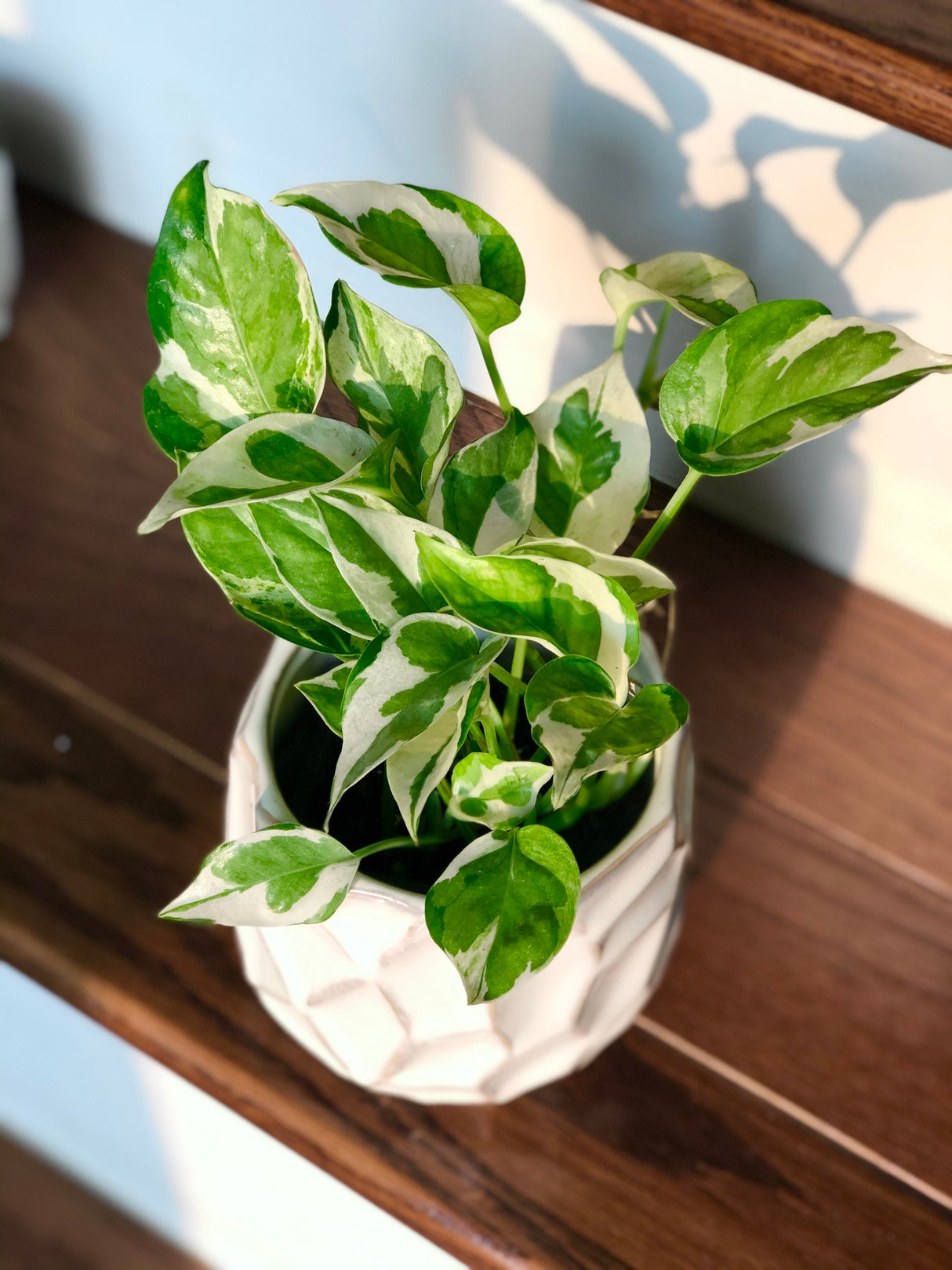 RARE N’Joy Pothos Cuttings - Variegated easy care houseplant - Rare low light indoor plant, shelf, table, hanging basket plant, vine plant