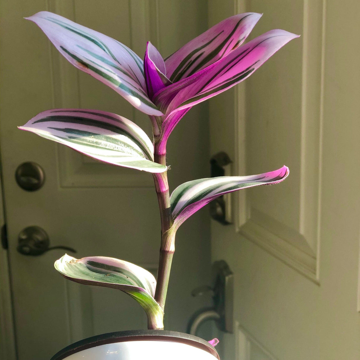 Rare Tradescantia Nanouk Lilac Plant | Rare Tradescantia Pot | Rare Pink Wandering Jew | Easy care hardy indoor houseplant in a nursery pot