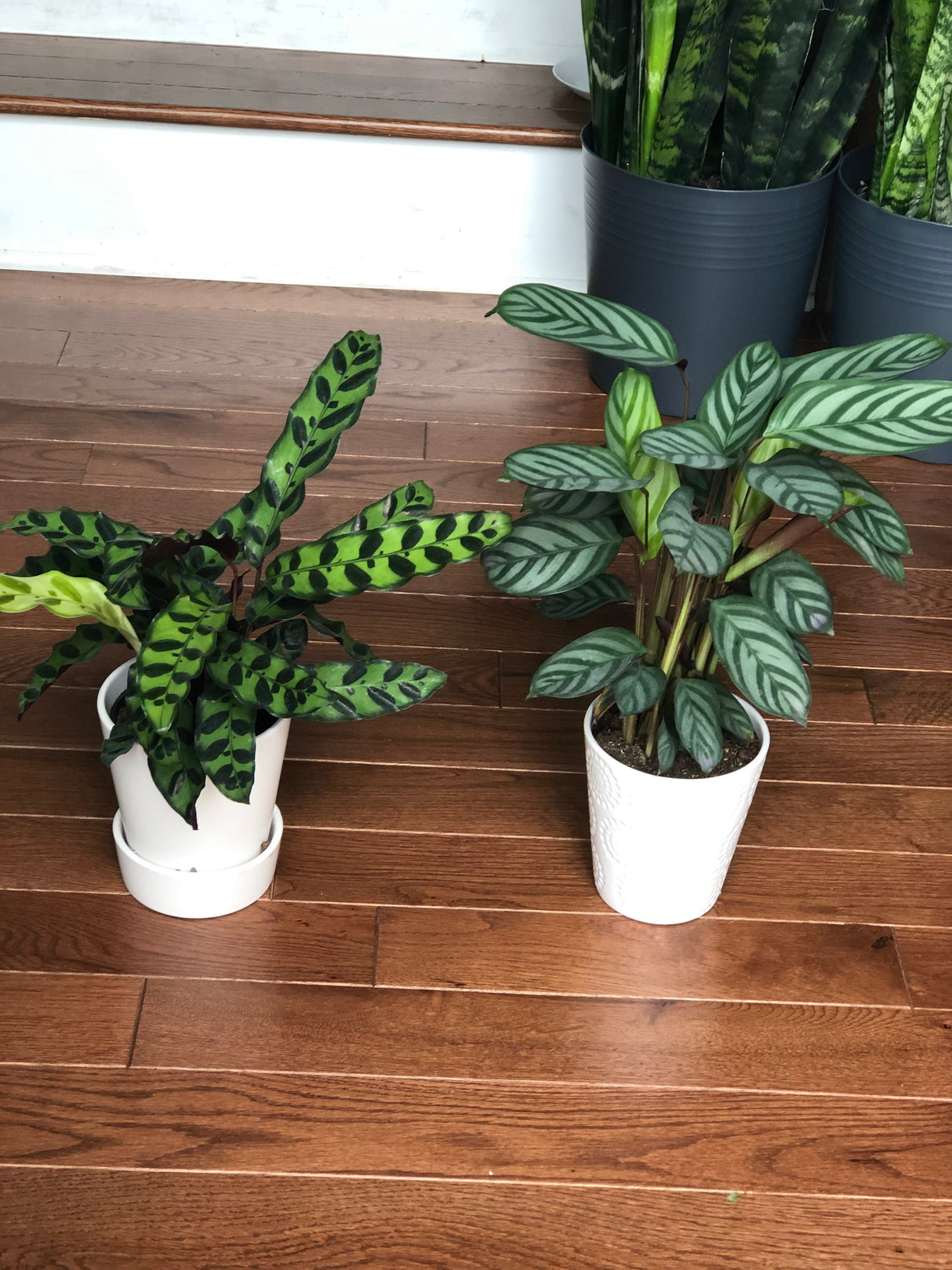 Rattlesnake Calathea 4 Inch Grow Pot- Live Calathea Lancifolia Plant- Indoor calathea plant - Gift Plant For Birthday Graduation