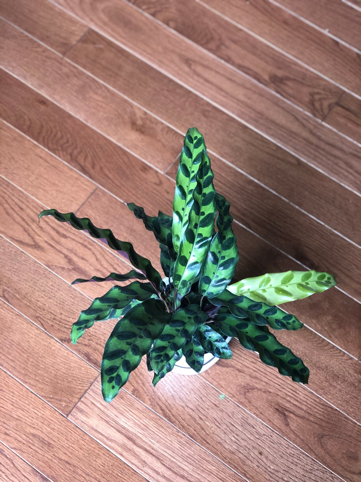 Rattlesnake Calathea 4 Inch Grow Pot- Live Calathea Lancifolia Plant- Indoor calathea plant - Gift Plant For Birthday Graduation