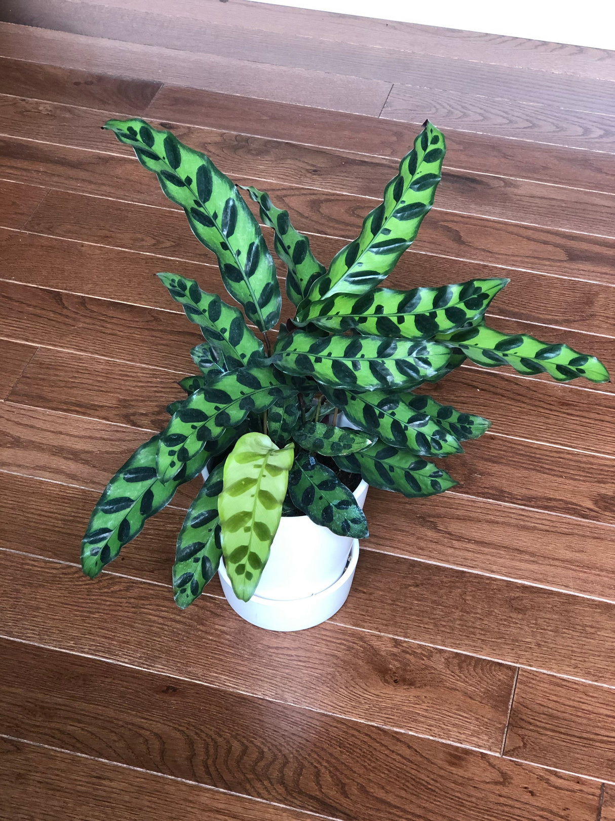 Rattlesnake Calathea 4 Inch Grow Pot- Live Calathea Lancifolia Plant- Indoor calathea plant - Gift Plant For Birthday Graduation