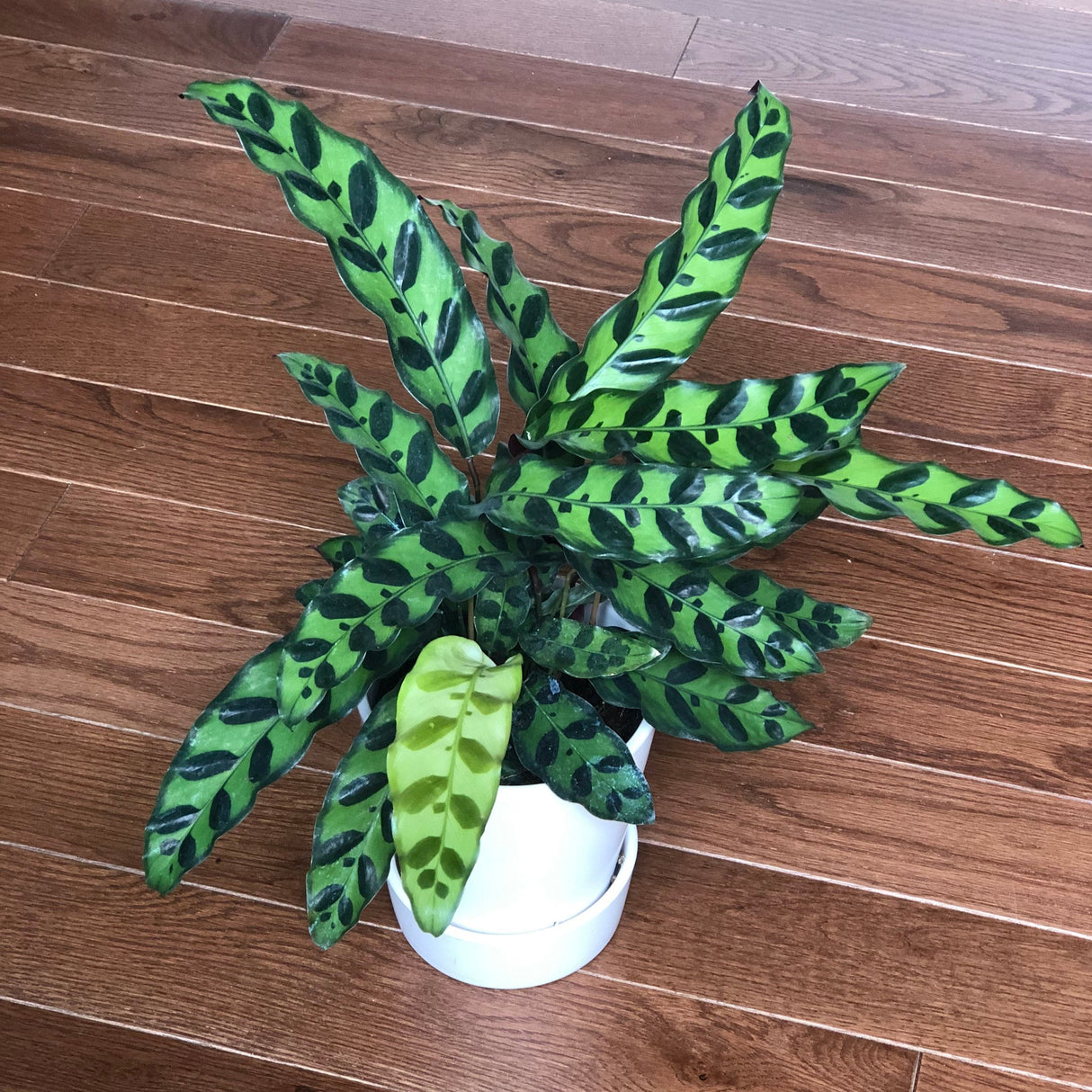 Calathea Rattlesnake in a 4" Nursery Pot - Calatheas Lancifolia - Tropical Indoor Plant - Air Purifying Houseplant