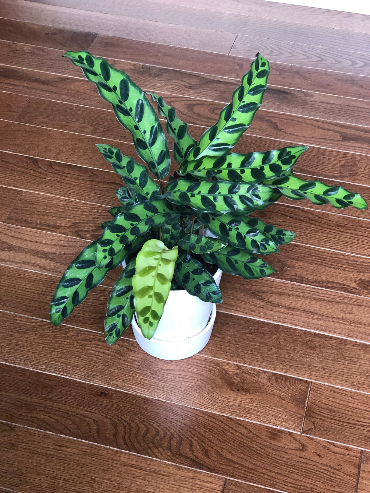 Calathea Rattlesnake in a 4" Nursery Pot - Calatheas Lancifolia - Tropical Indoor Plant - Air Purifying Houseplant