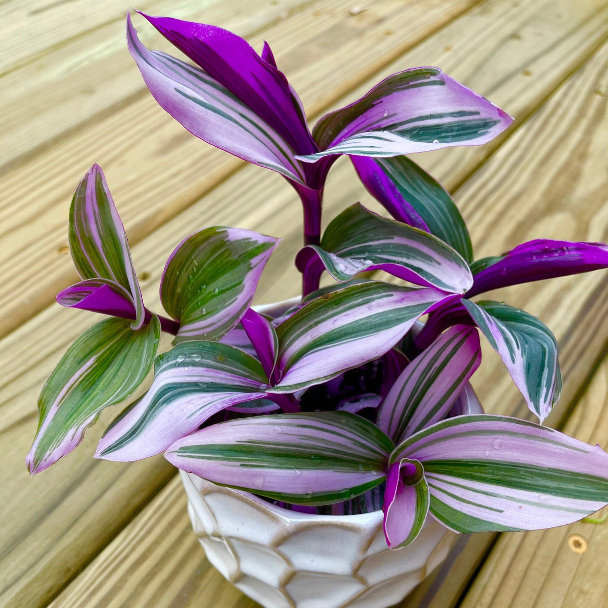 Rare Tradescantia Nanouk Lilac Plant | Rare Tradescantia Pot | Rare Pink Wandering Jew | Easy care hardy indoor houseplant in a nursery pot