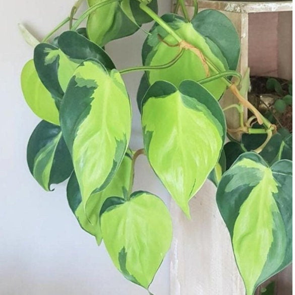 Rare Pothos cuttings Mix- Marble Pothos, Heart Leaf Philodendron, Silver Pothos, Njoy, Cebu Blue, Neon, Tradescantia, Pick and Choose