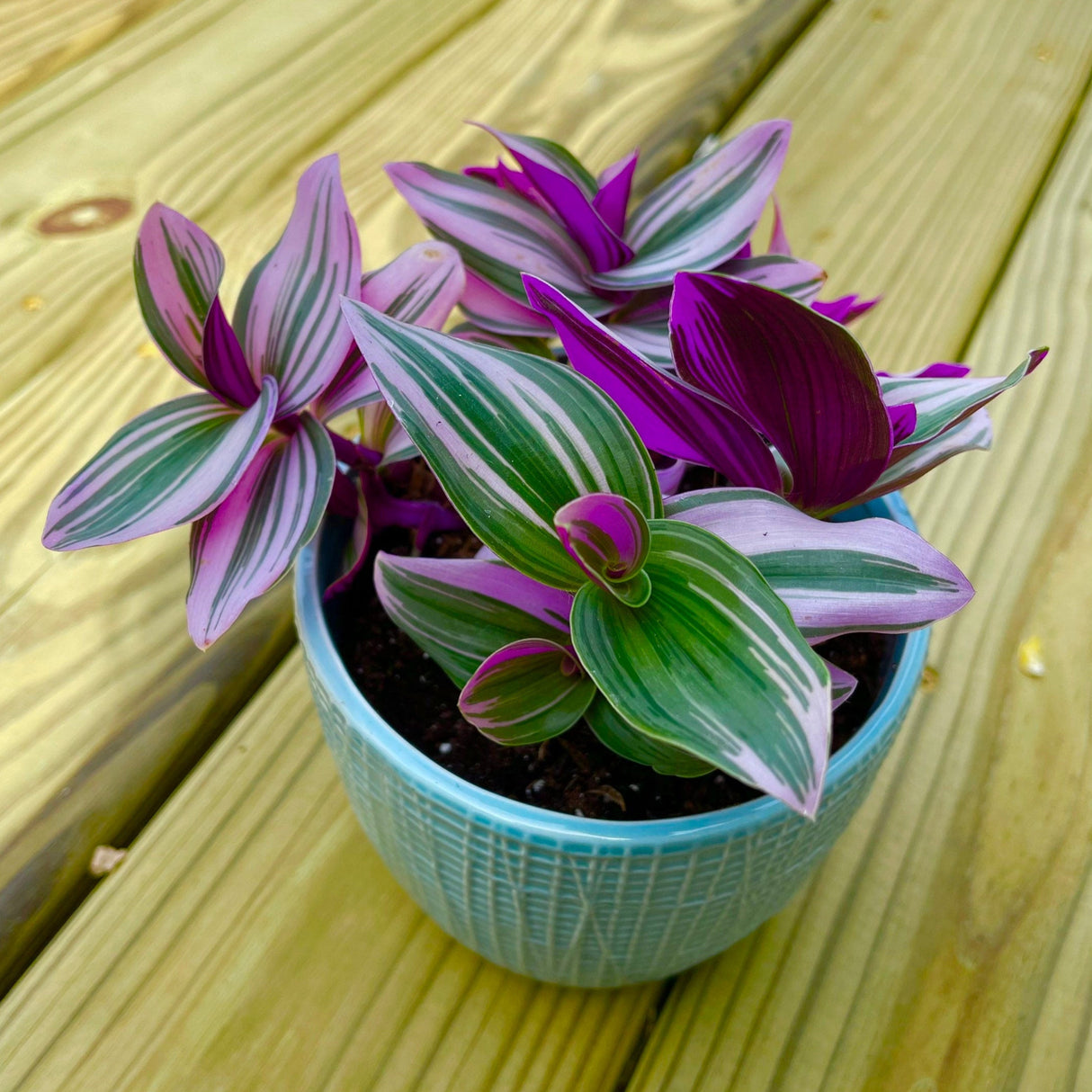 Rare Tradescantia Nanouk Lilac Plant | Rare Tradescantia Pot | Rare Pink Wandering Jew | Easy care hardy indoor houseplant in a nursery pot