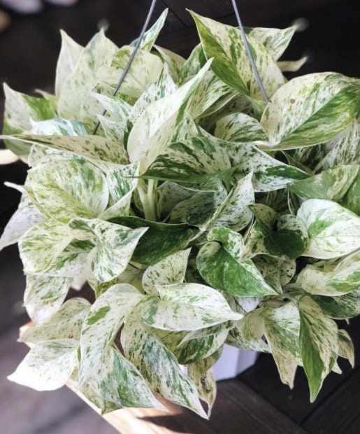 Rare Pothos cuttings Mix- Marble Pothos / Heart Leaf Philodendron / Silver Pothos / Njoy / Cebu Blue / Neon Pothos / Pick and Choose