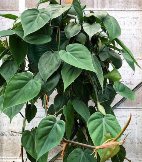 Rare Pothos cuttings Mix- Marble Pothos / Heart Leaf Philodendron / Silver Pothos / Njoy / Cebu Blue / Neon Pothos / Pick and Choose