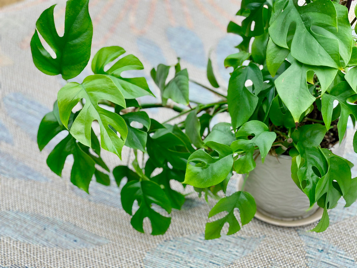 Rare Monstera Minima | Rhaphidophora Tetrasperma | Mini Monstera | UNROOTED Plant Cutting | Indoor Plants | Tretrassperma Philodendron