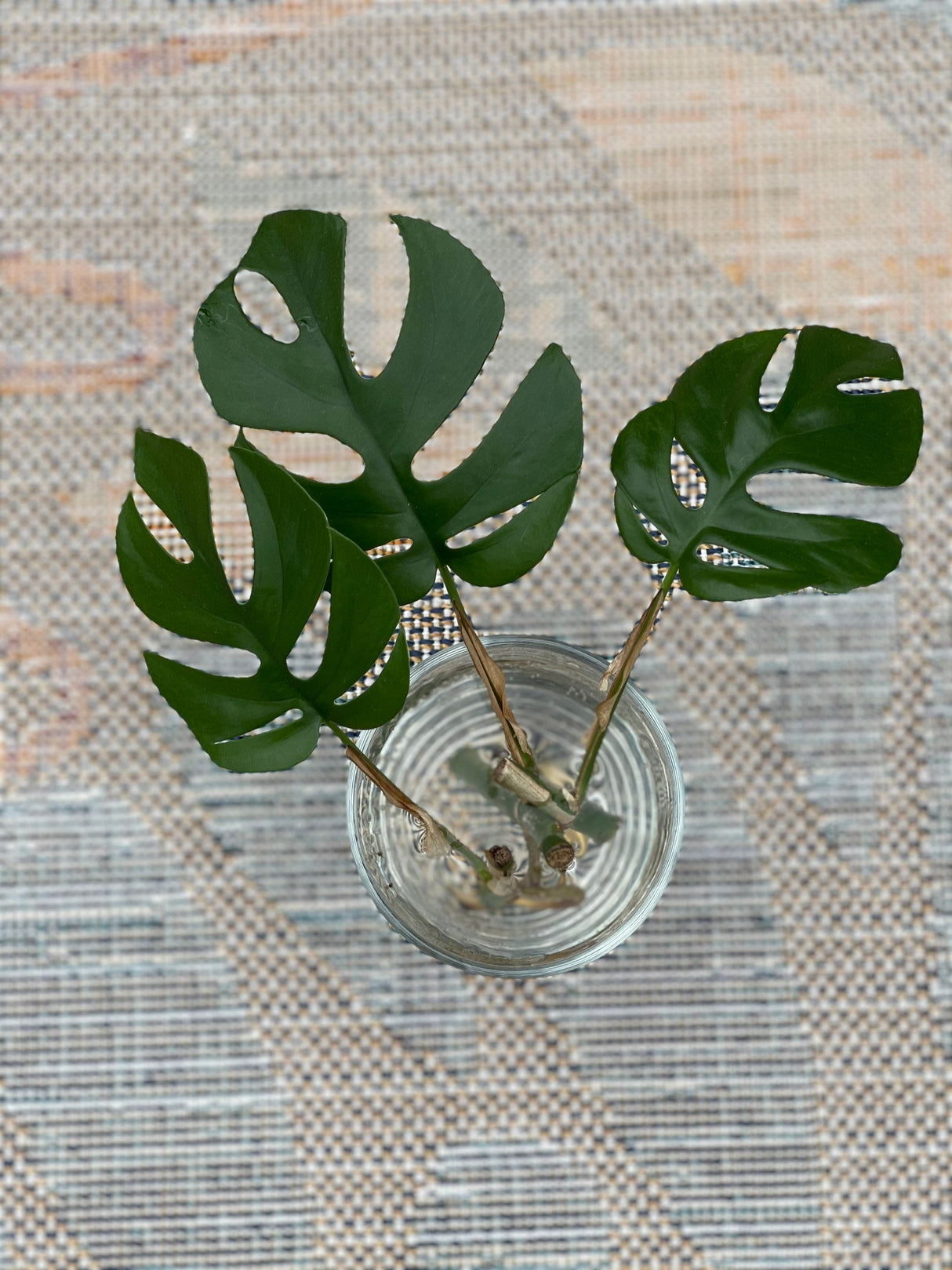 Rare Monstera Minima | Rhaphidophora Tetrasperma | Mini Monstera | UNROOTED Plant Cutting | Indoor Plants | Tretrassperma Philodendron