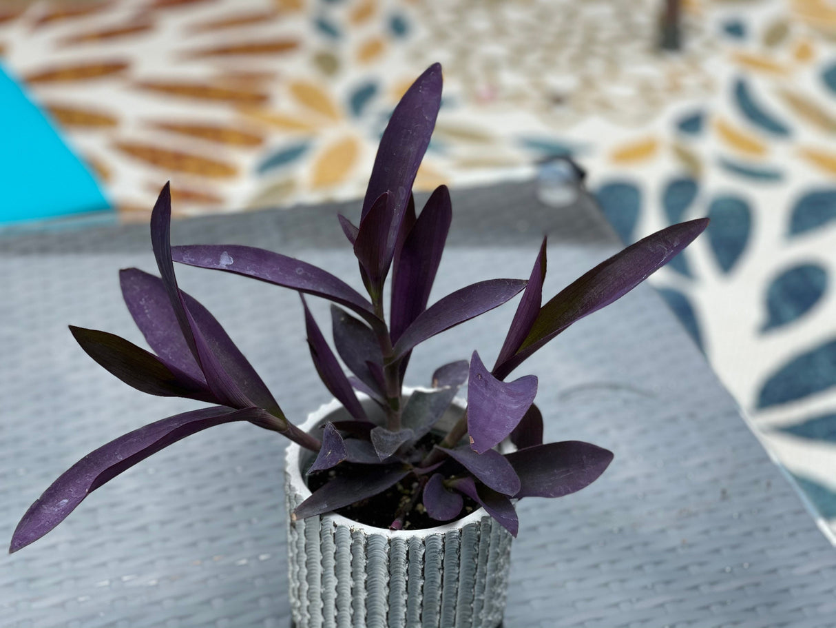 Rare Wandering Jew | Purple Heart | 'Purpurea' Succelent | Purple Queen Plant