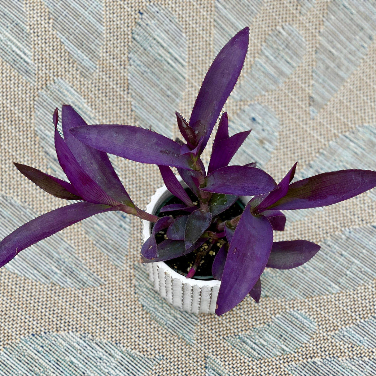 Rare Wandering Jew | Purple Heart | 'Purpurea' Succelent | Purple Queen Plant