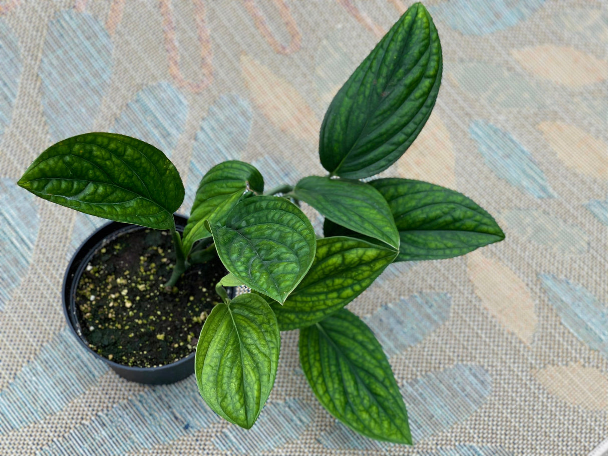 Monstera Peru Cuttings - Indoor rare plants - Easy care houseplant - Peru plant - Vining indoor low-light plant -gift plant cutting