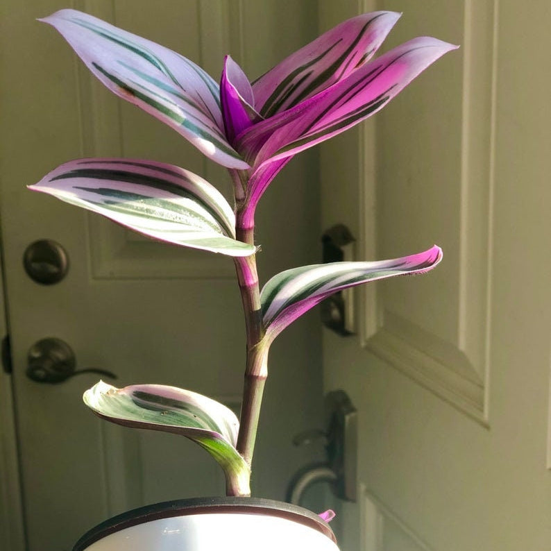 Rare Tradescantia Nanouk Fluminen Lilac in 2" Nursery Pot | Extremely RARE Houseplant For Beginners | Pink Indoor Plant