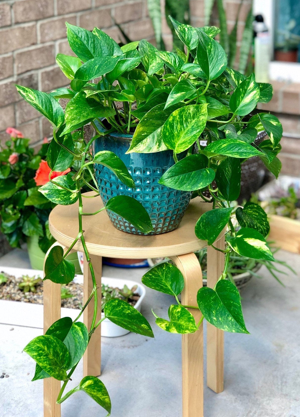 Rare Pothos cuttings Mix- Marble Pothos, Heart Leaf Philodendron, Silver Pothos, Njoy, Cebu Blue, Neon, Tradescantia, Pick and Choose