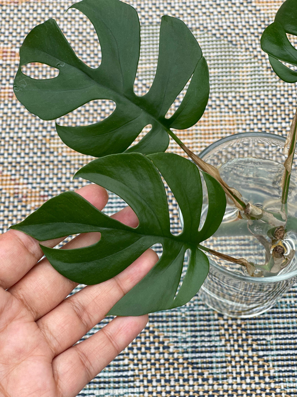 Rare Monstera Minima | Rhaphidophora Tetrasperma | Mini Monstera | UNROOTED Plant Cutting | Indoor Plants | Tretrassperma Philodendron