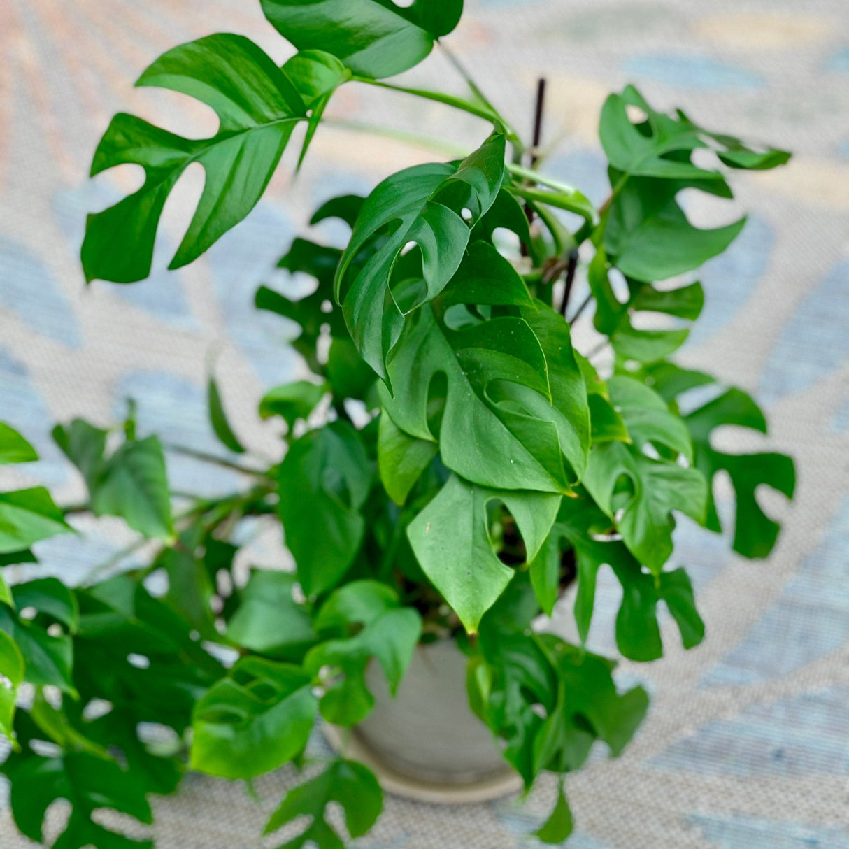 Rare Monstera Minima | Rhaphidophora Tetrasperma | Mini Monstera | Indoor Plants | Rhaphidophora Tretrassperma Philodendron
