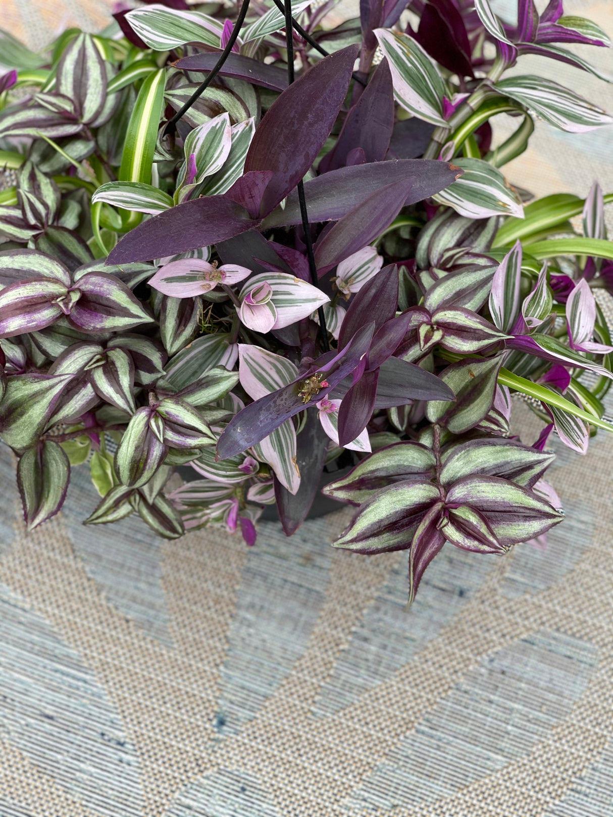 Rare Wandering Jew | Purple Heart | 'Purpurea' Succelent | Purple Queen Plant
