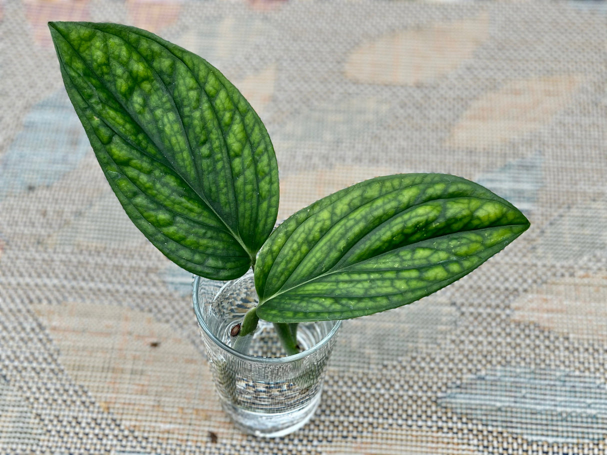 Monstera Peru Cuttings - Indoor rare plants - Easy care houseplant - Peru plant - Vining indoor low-light plant -gift plant cutting