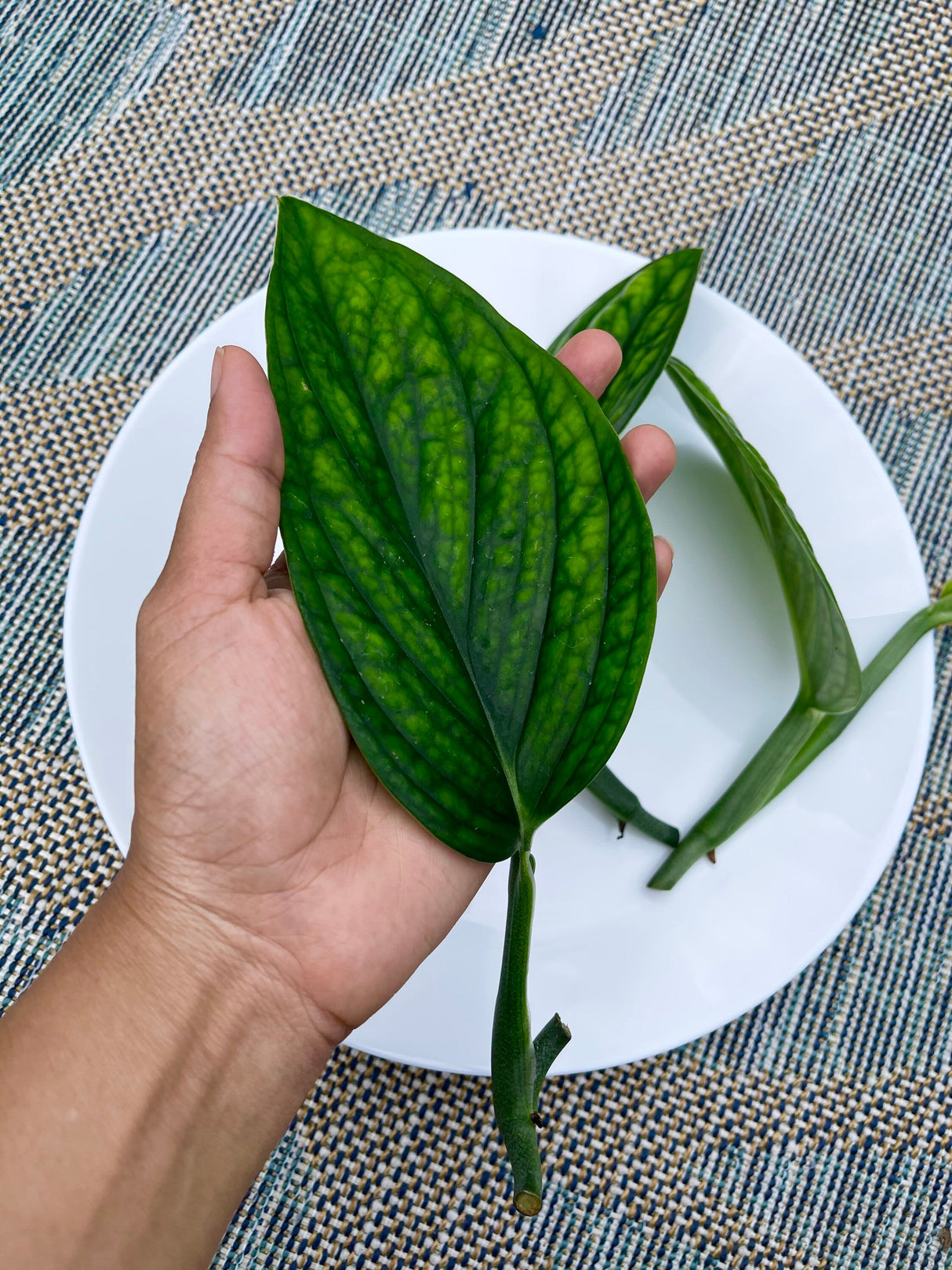 Monstera Peru Cuttings - Indoor rare plants - Easy care houseplant - Peru plant - Vining indoor low-light plant -gift plant cutting