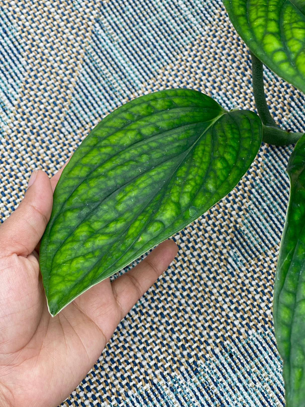 Monstera Peru Cuttings - Indoor rare plants - Easy care houseplant - Peru plant - Vining indoor low-light plant -gift plant cutting