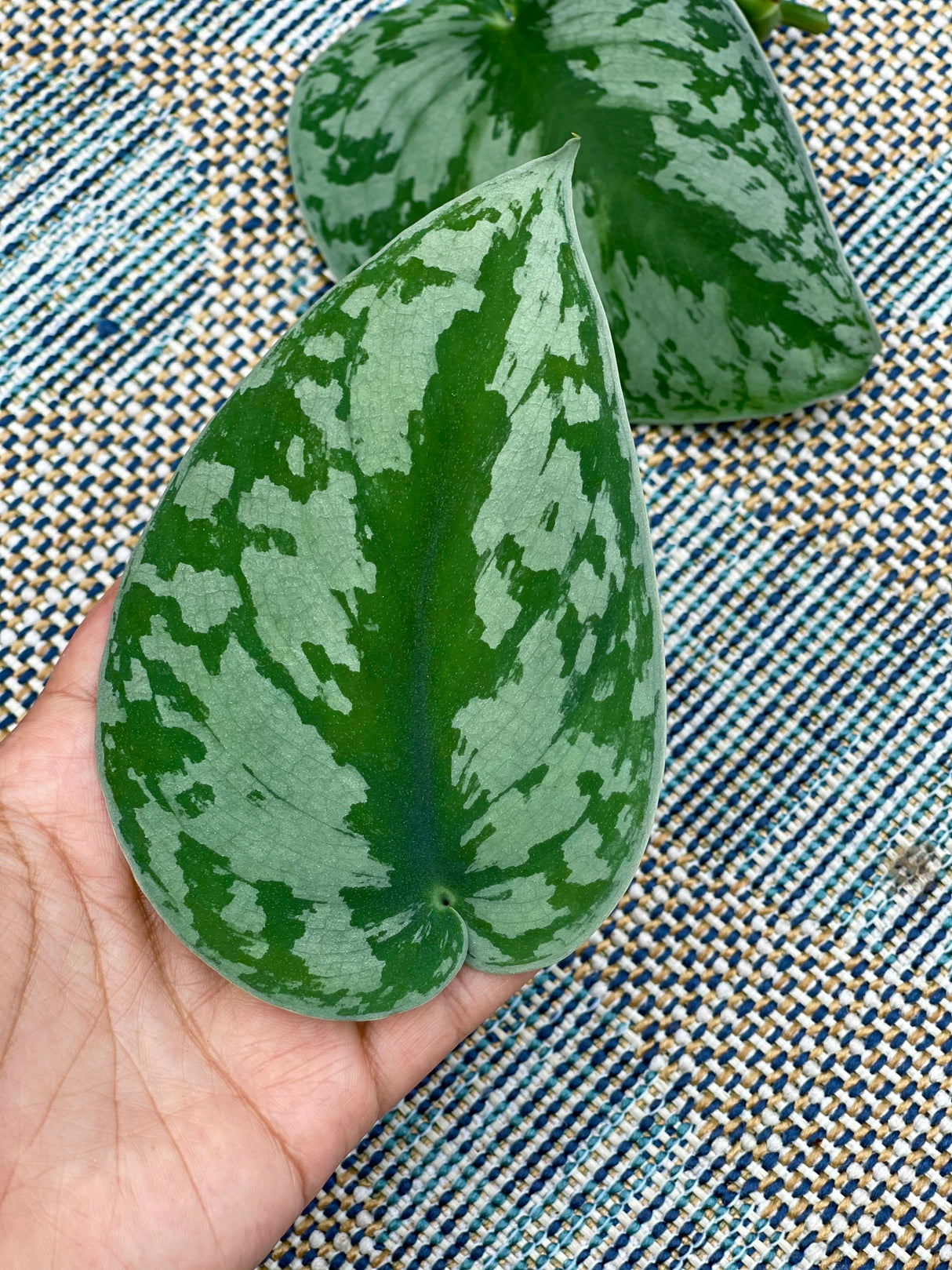 Scindapsus Silver Exotica