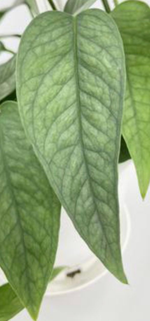 Cebu Blue Pothos - Rare Houseplant - Easy Care Houseplant - Air Purifying Vining Plant