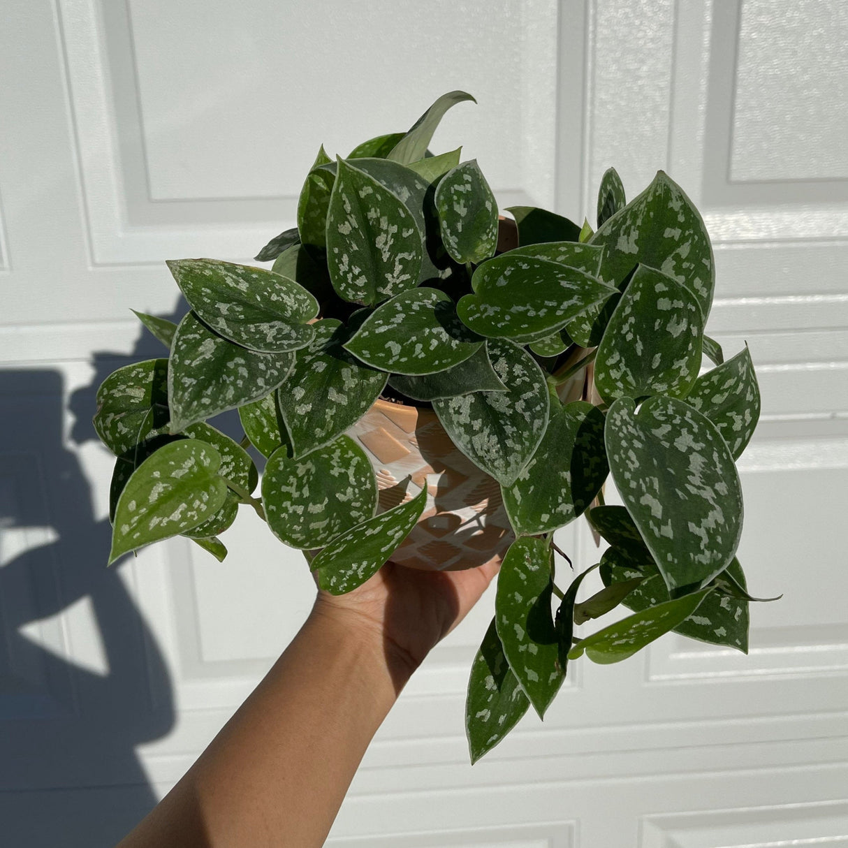 Silver Pothos - RARE Silver Satin or Silvery Anne - Easy Care low light indoor plant in nursery pots or Cuttings