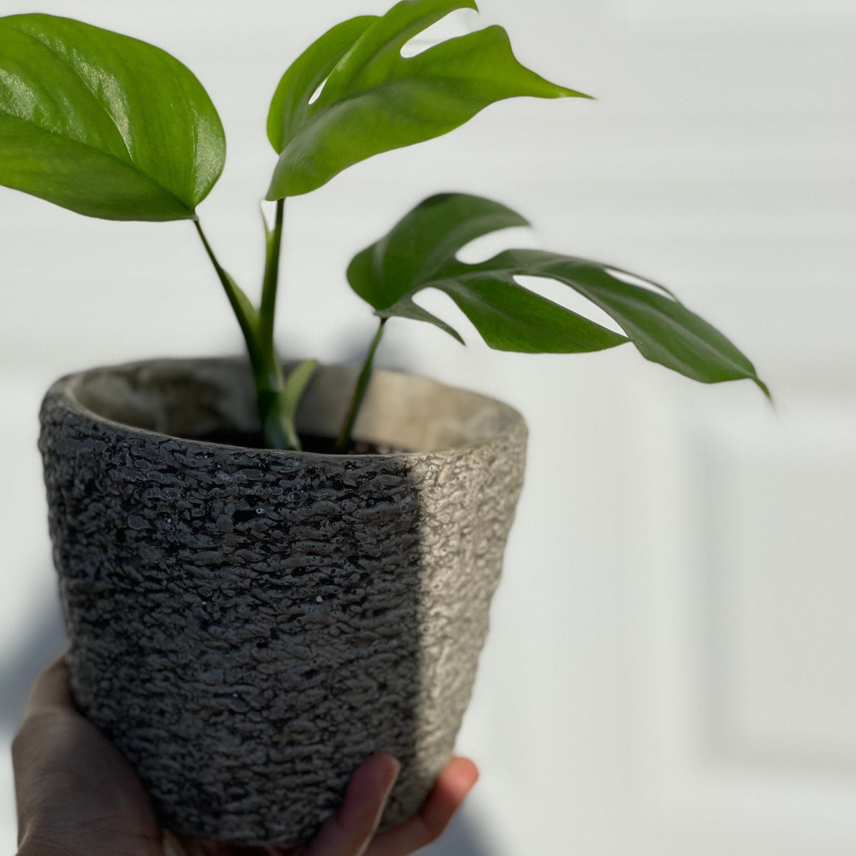 Rare Monstera Minima | Rhaphidophora Tetrasperma | Mini Monstera | Indoor Plants | Rhaphidophora Tretrassperma Philodendron