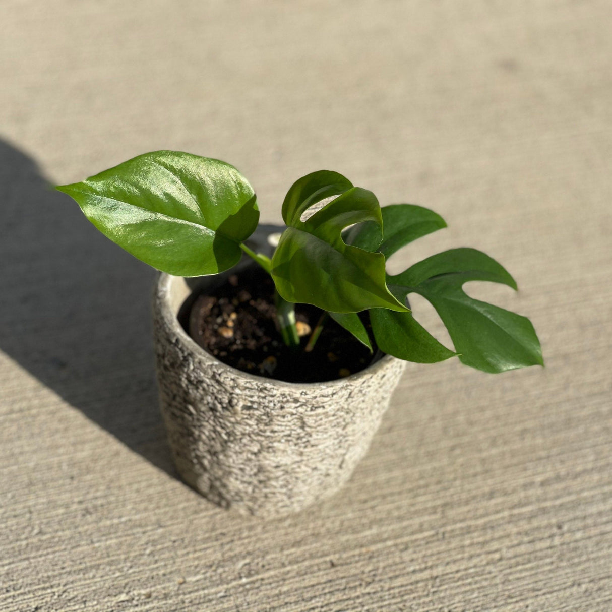Rare Monstera Minima | Rhaphidophora Tetrasperma | Mini Monstera | Indoor Plants | Rhaphidophora Tretrassperma Philodendron
