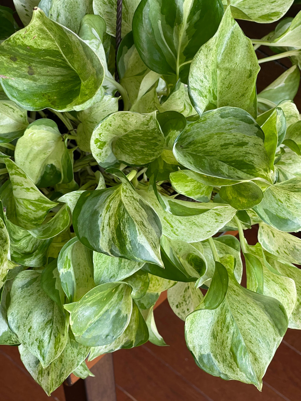 Manjula Pothos - RARE White Varigated pothos - Manjula Indoor Plant - Epipremnum Aureum Manjula - Easy care houseplant