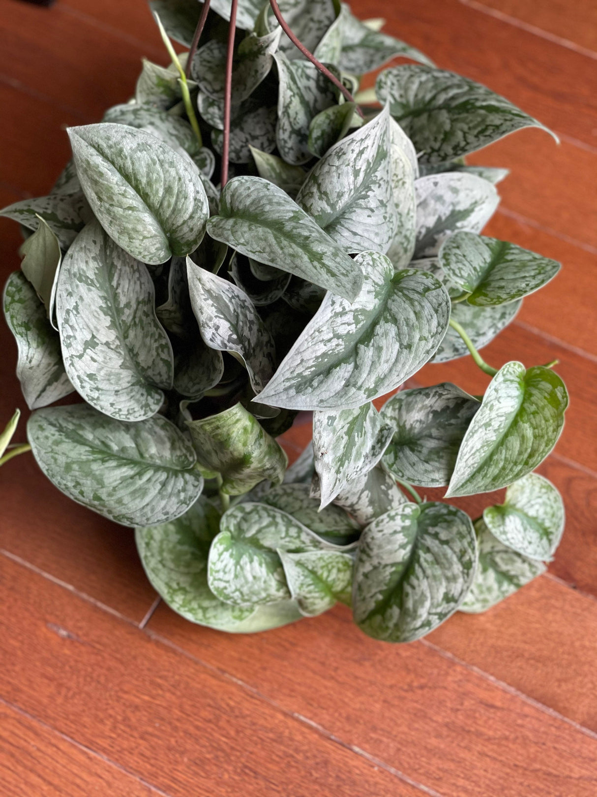 Scindapsus Silver Exotica