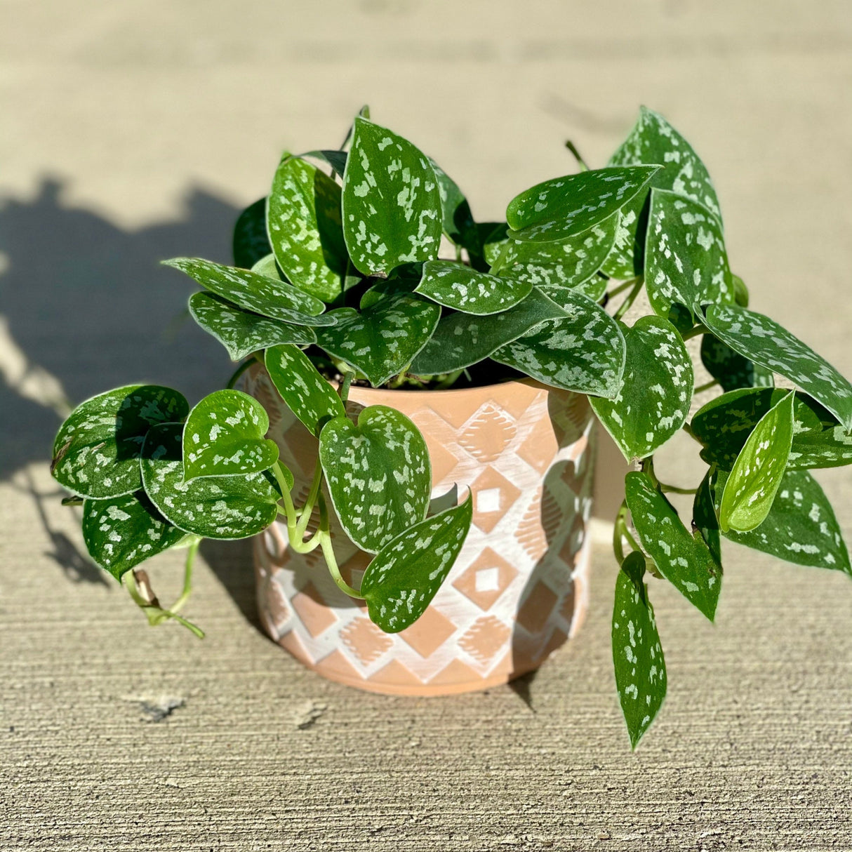 Silver Pothos - RARE Silver Satin or Silvery Anne - Easy Care low light indoor plant in nursery pots or Cuttings