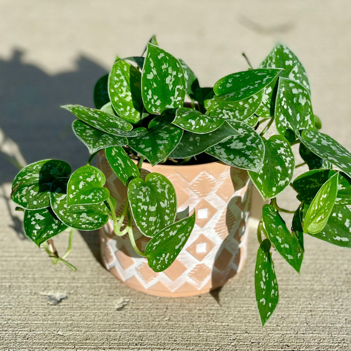 Silver Pothos - RARE Silver Satin or Silvery Anne - Easy Care low light indoor plant in nursery pots or Cuttings