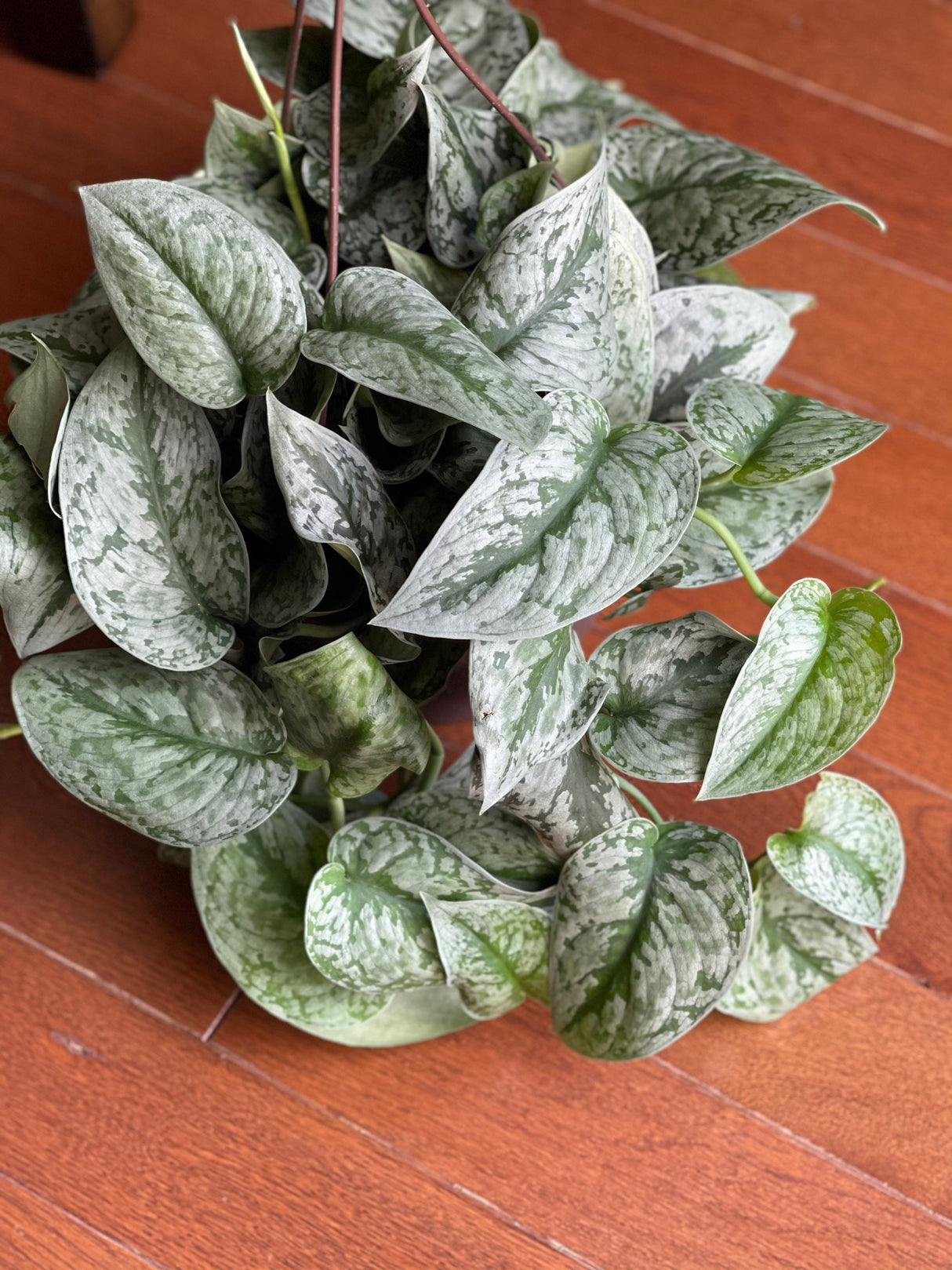 Scindapsus Silver Exotica