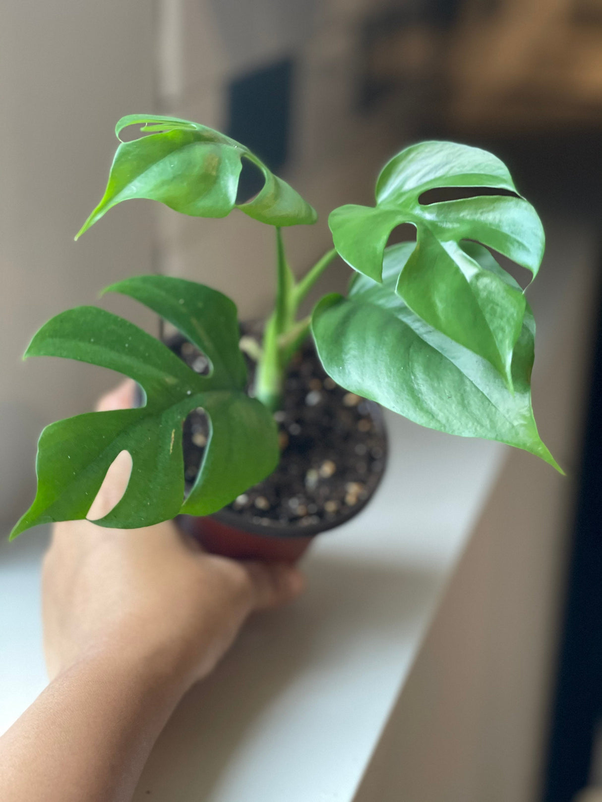 Rare Monstera Minima | Rhaphidophora Tetrasperma | Mini Monstera | UNROOTED Plant Cutting | Indoor Plants | Tretrassperma Philodendron