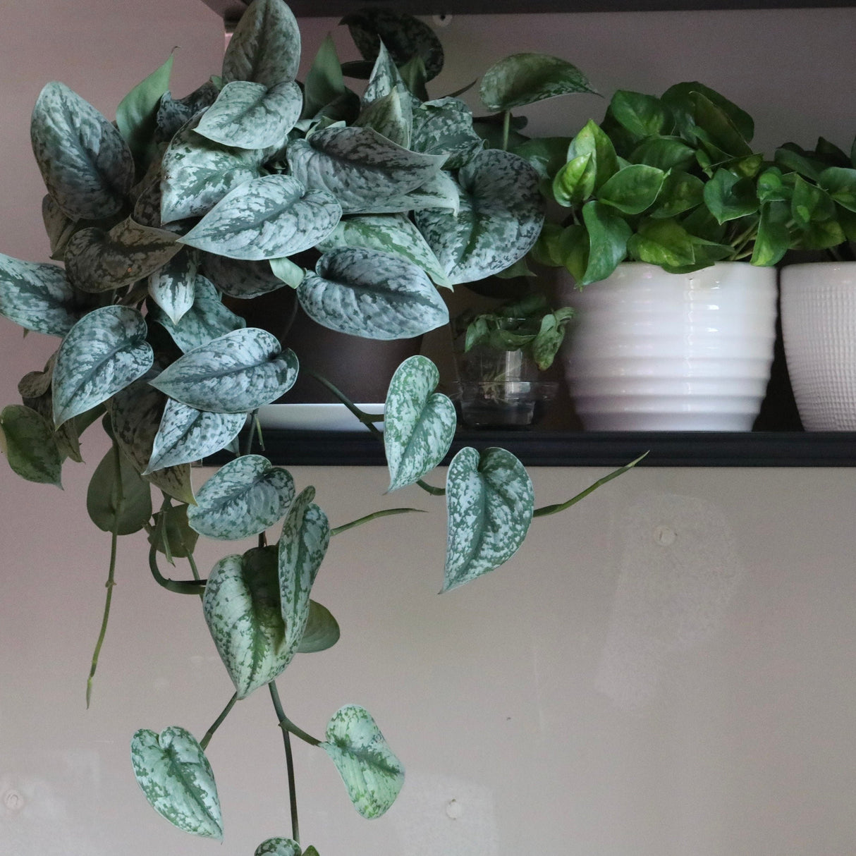 Scindapsus Silver Exotica - RARE Indoor Vining Plant - Easy Care Low Light Houseplant - Exotic Silver Scindapsus Plant