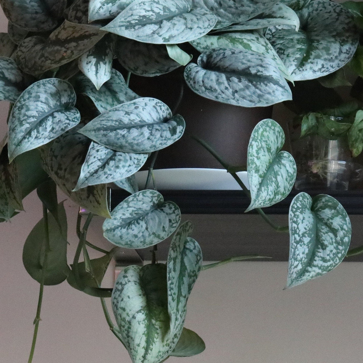 Scindapsus Silver Exotica - RARE Indoor Vining Plant - Easy Care Low Light Houseplant - Exotic Silver Scindapsus Plant