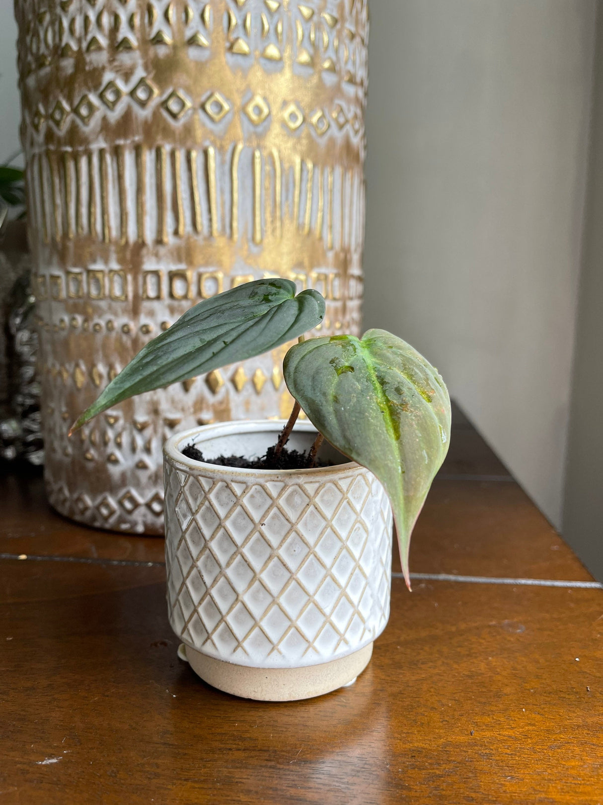 Velvet Leaf Philodendron RARE | Velvet Leaf | Philodendron Mican | Unique Tropical Plants | Heartleaf Philodendron | Rare Philodendron