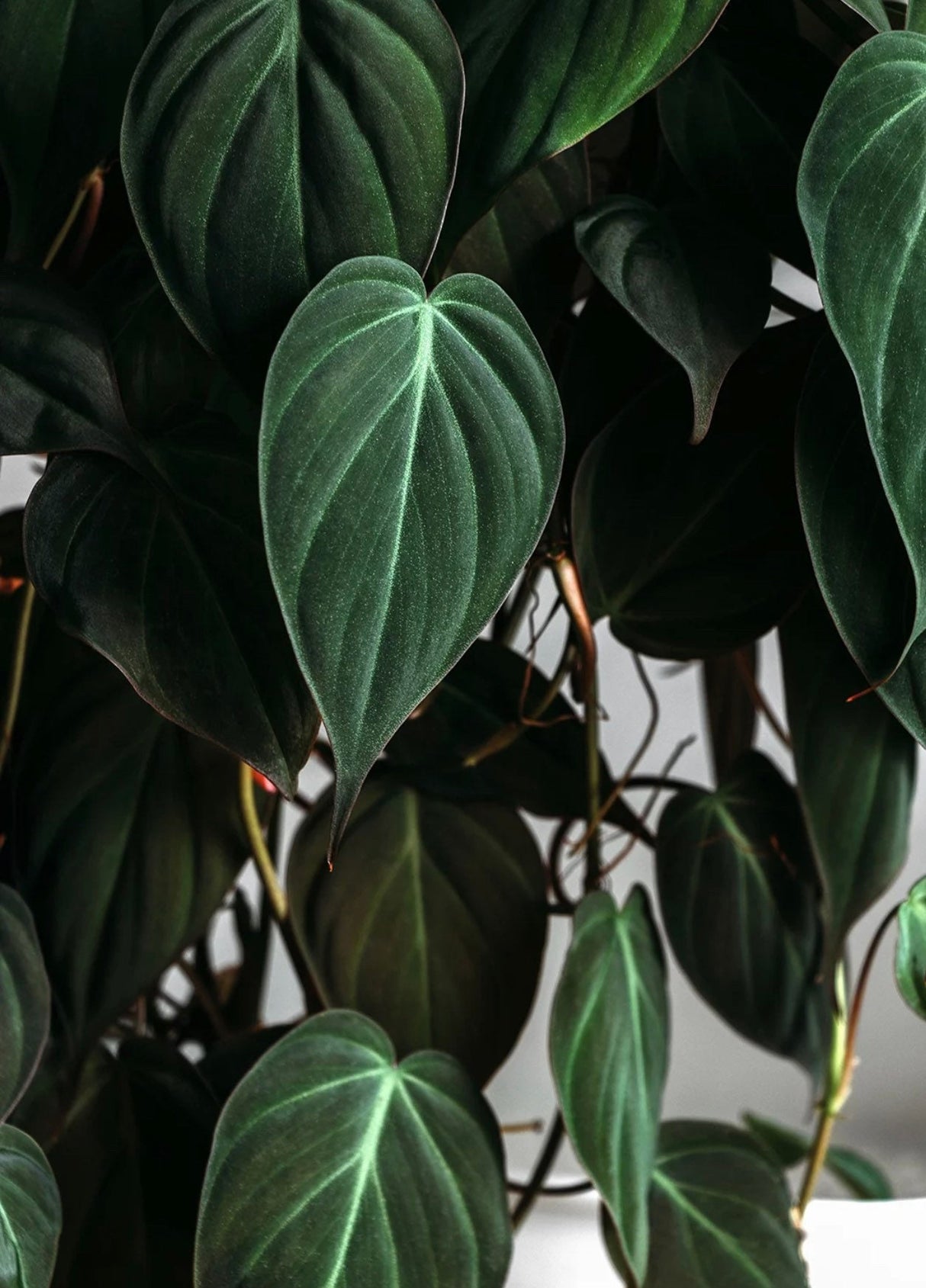 Velvet Leaf Philodendron RARE | Velvet Leaf | Philodendron Mican | Unique Tropical Plants | Heartleaf Philodendron | Rare Philodendron