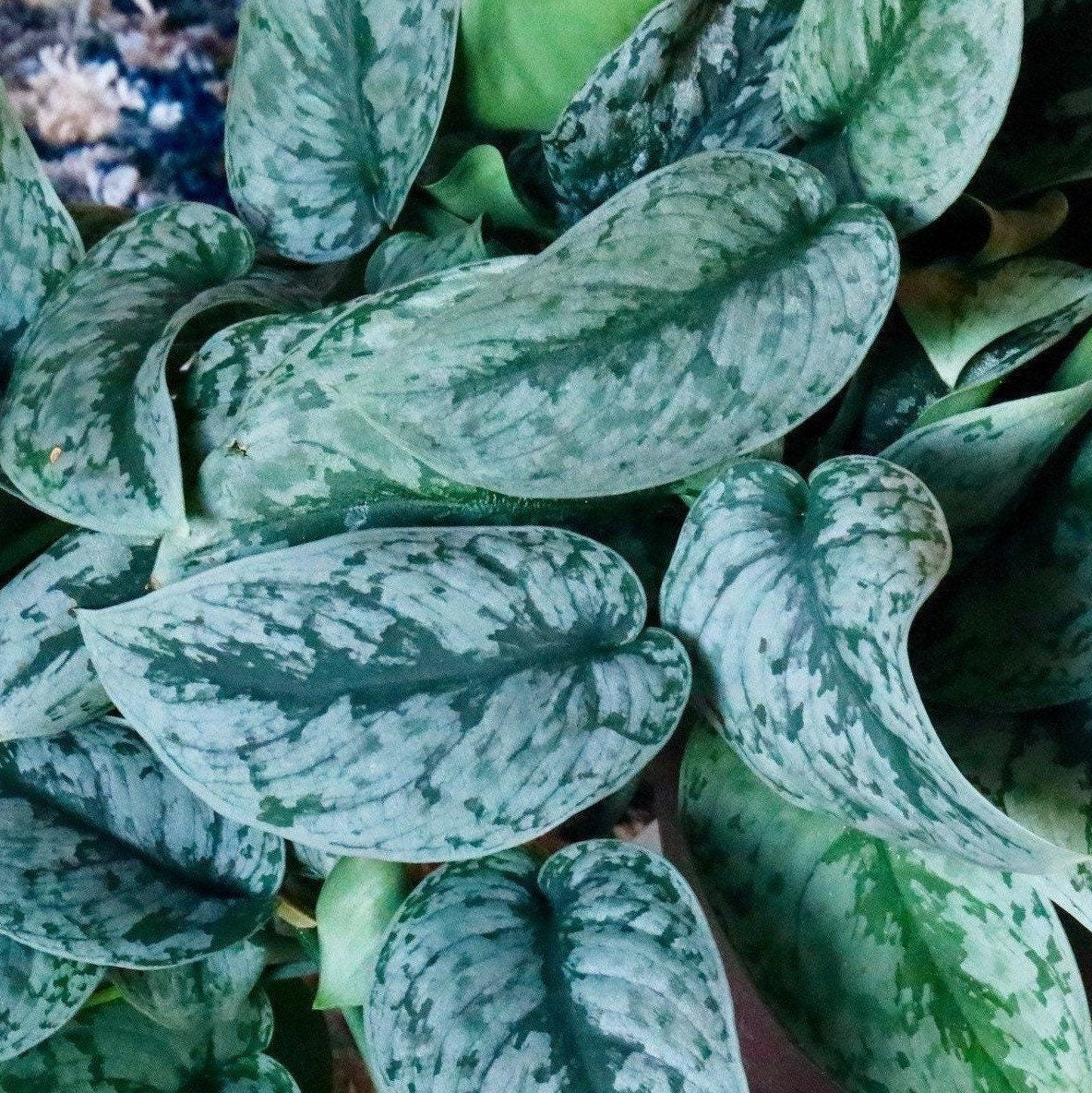 Scindapsus Silver Exotica - RARE Indoor Vining Plant - Easy Care Low Light Houseplant - Exotic Silver Scindapsus Plant