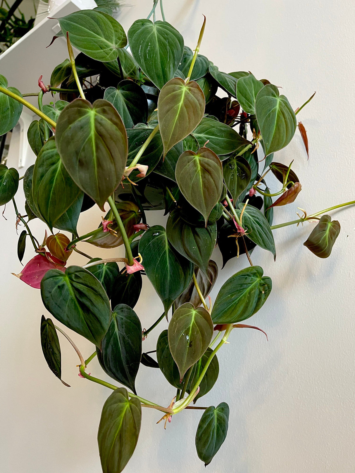 Velvet Leaf Philodendron RARE | Velvet Leaf | Philodendron Mican | Unique Tropical Plants | Heartleaf Philodendron | Rare Philodendron