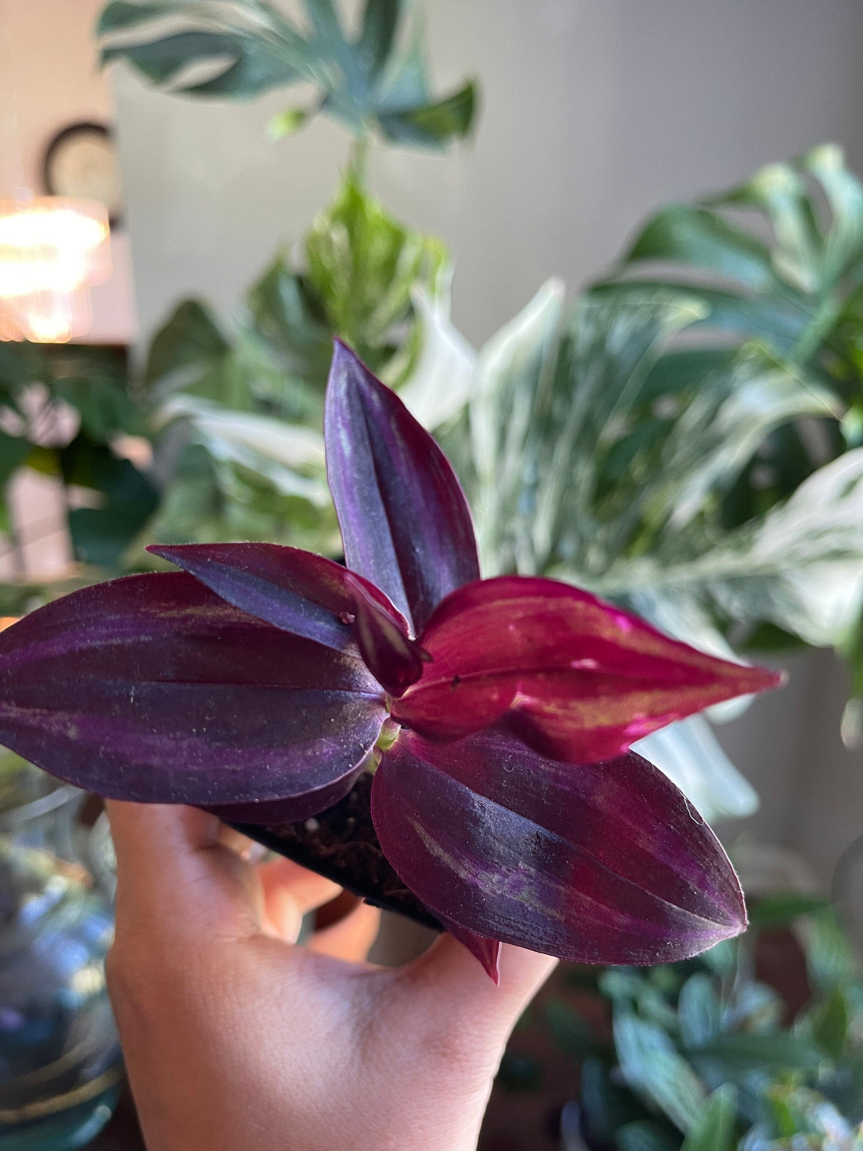 Purple Wandering Jew in 2 in Pot | Easy Care indoor plant | Purple Queen Plant Houseplant