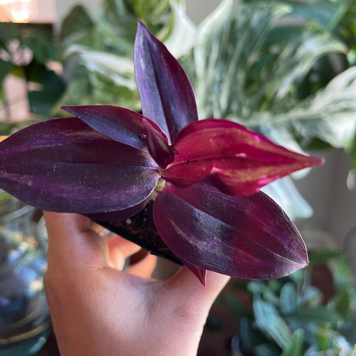 Purple Wandering Jew | Easy Care indoor plant | Purple Queen Plant Houseplant