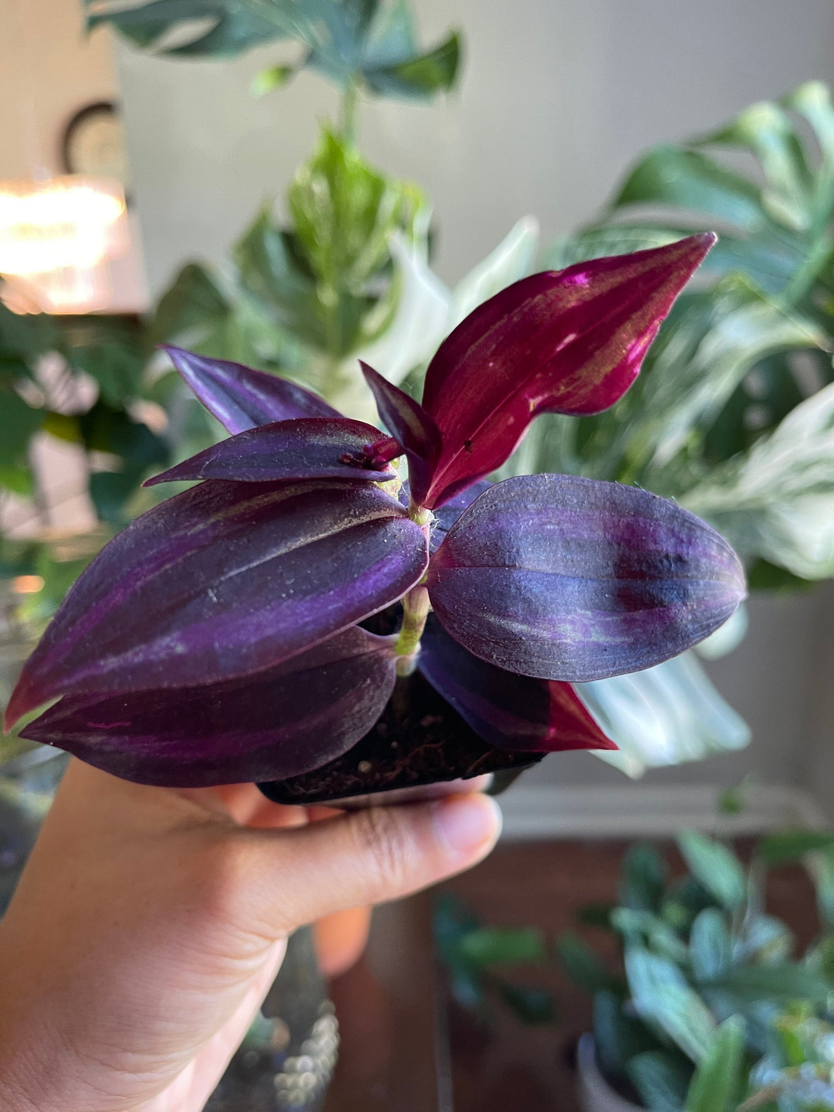 Purple Wandering Jew in 2 in Pot | Easy Care indoor plant | Purple Queen Plant Houseplant