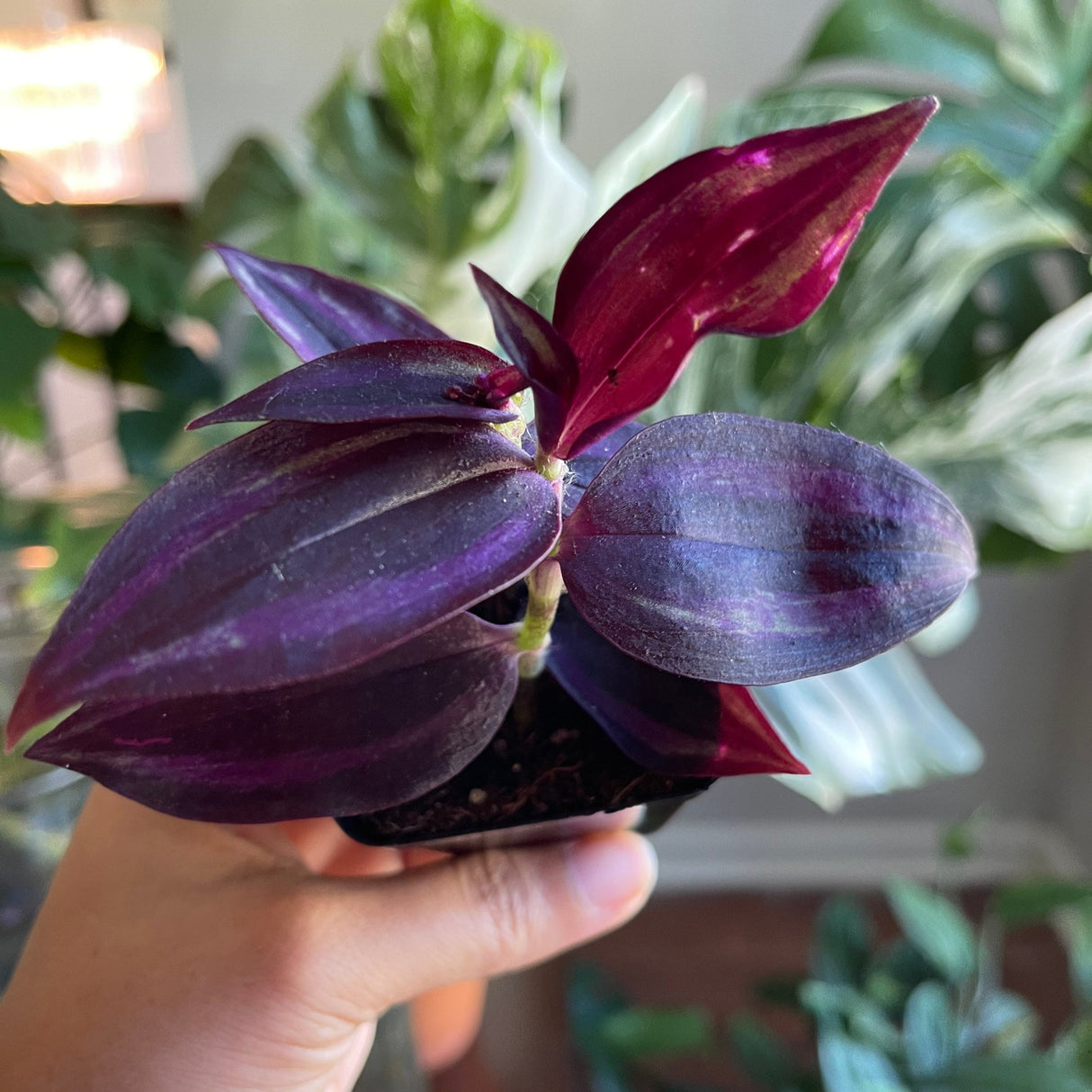 Purple Wandering Jew | Easy Care indoor plant | Purple Queen Plant Houseplant