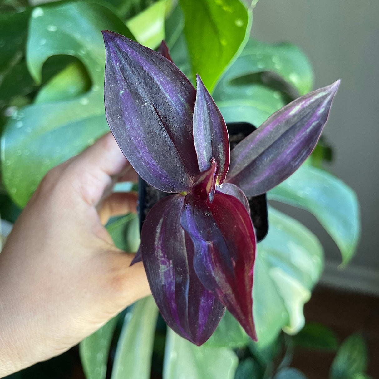 Purple Wandering Jew | Easy Care indoor plant | Purple Queen Plant Houseplant