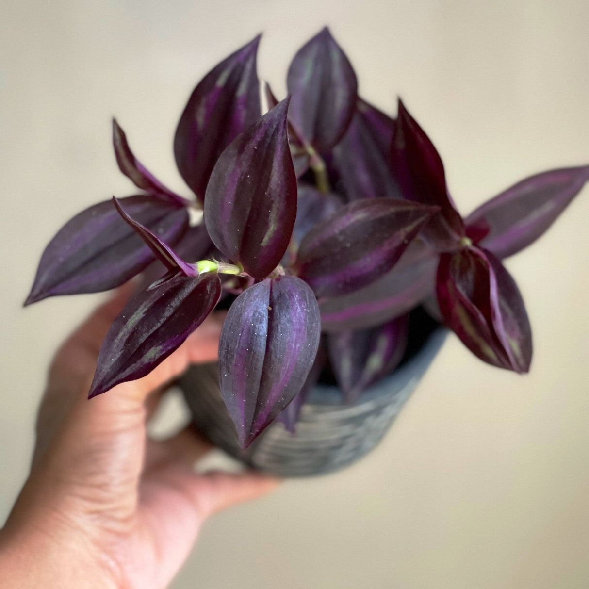 Purple Wandering Jew in 3" Grow Pot | Easy Care Indoor Plant | Live Wandering Dude Houseplant | Purple Plant For Indoors | Beginner Friendly Plant | Low Light Plant