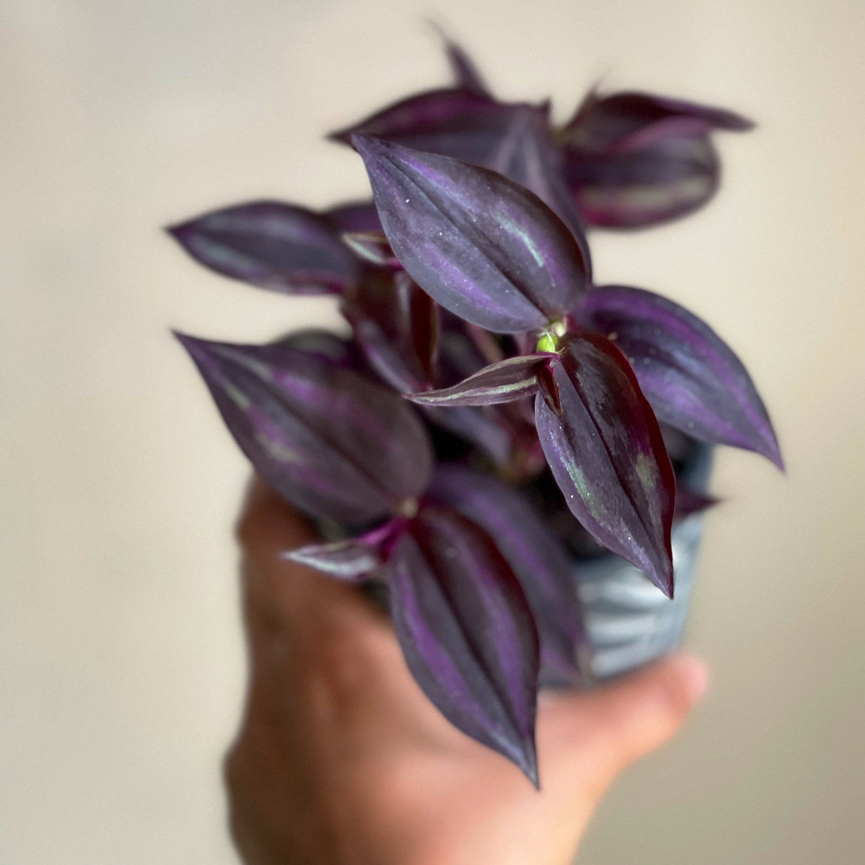 Purple Wandering Jew in 3" Grow Pot | Easy Care Indoor Plant | Live Wandering Dude Houseplant | Purple Plant For Indoors | Beginner Friendly Plant | Low Light Plant