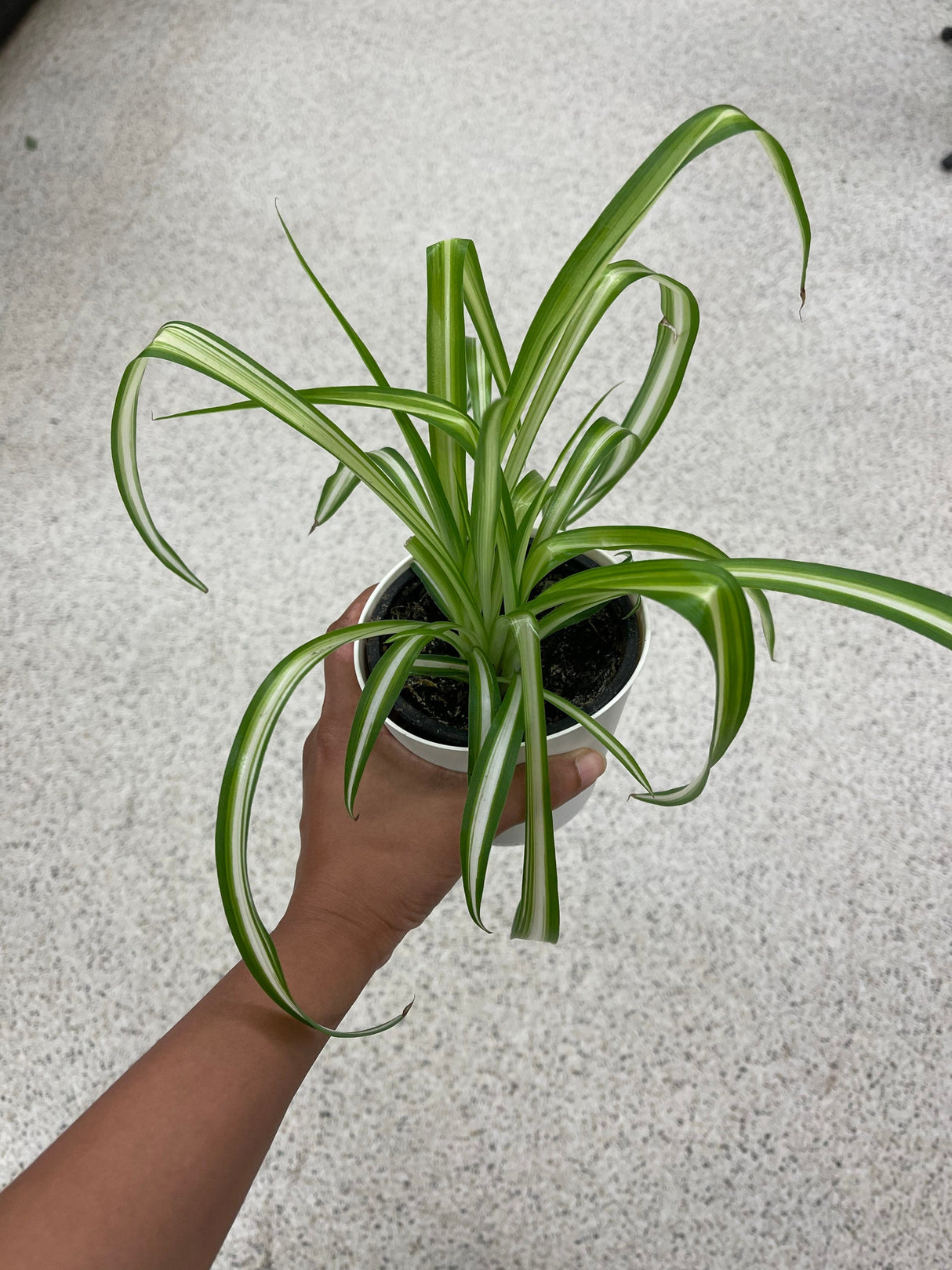 Variegated Spider Plant in a Nursery Pot - Extremely Easy Care - Indoor Vining Plant - Hardy Houseplant